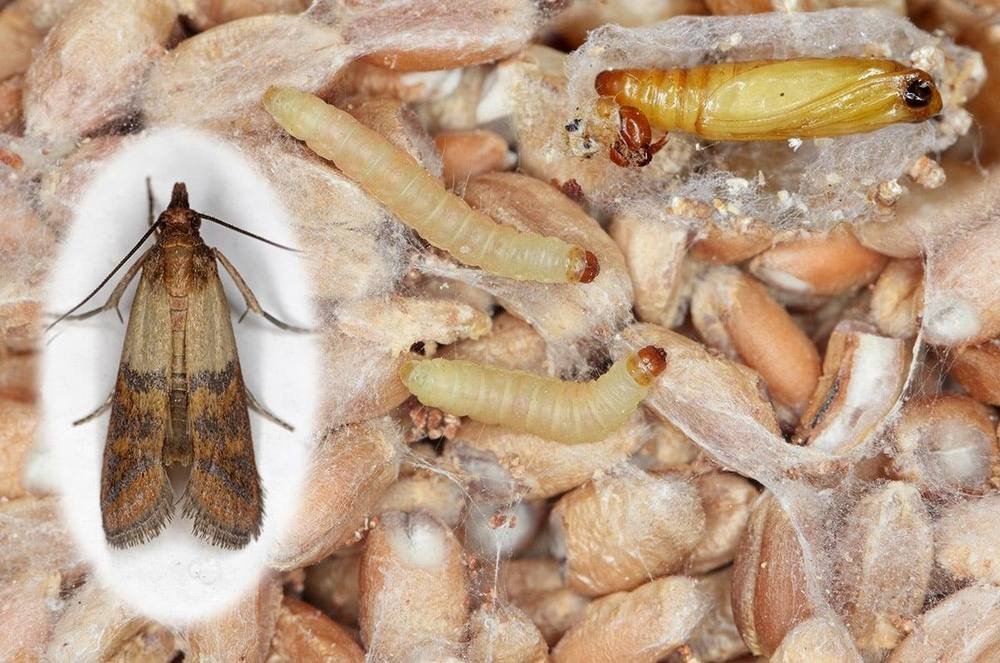 Larves de mite et fourreaux soyeux : les signes d’une infestation active