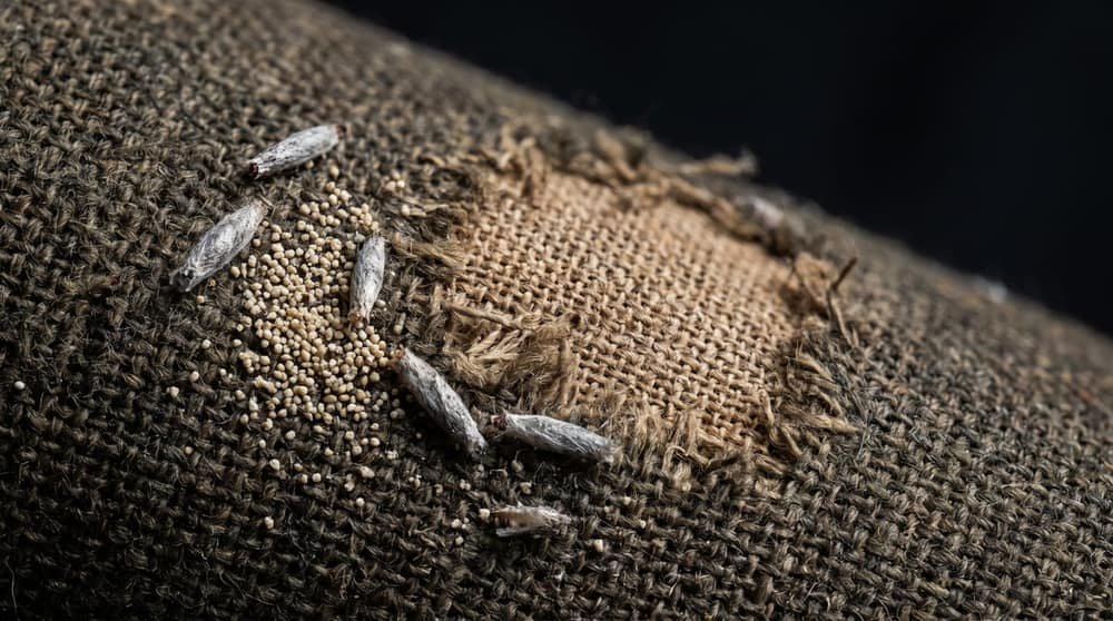 Traitement anti-mites : trouver les foyers avant de traiter